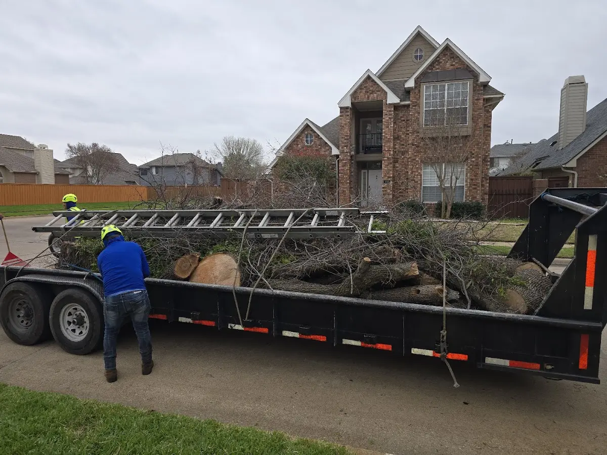Expert Deadwooding with proper safety equipment in Carson